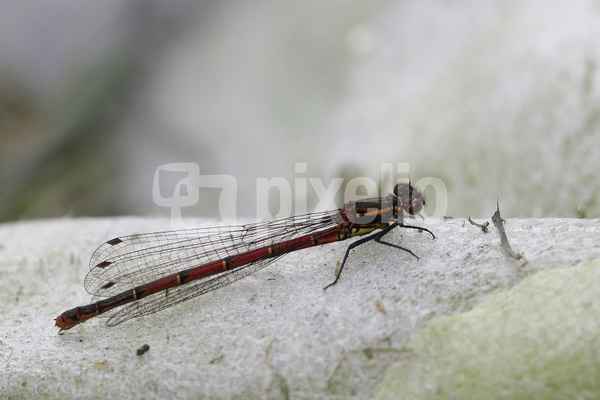 libelle sucht wärme