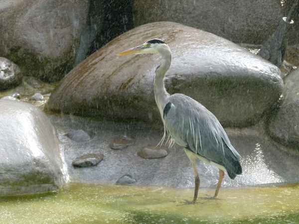 im Regen stehen