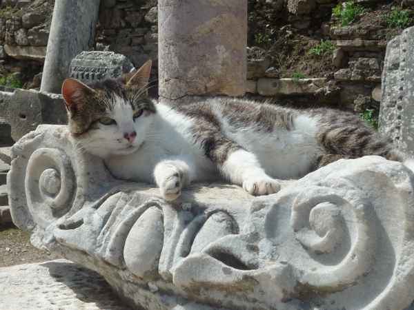 Katzenkorb in einer antiken Stadt