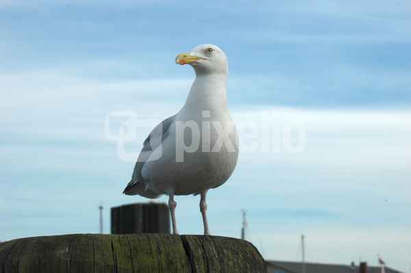 Möwe