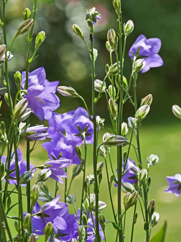 Glockenblumen im Austrieb