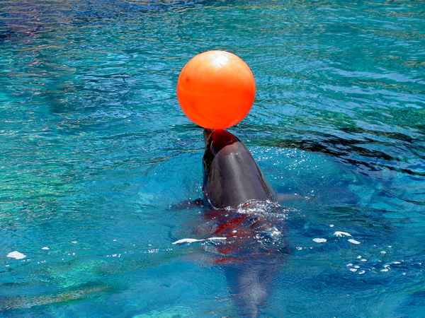 Delphin