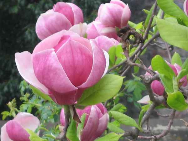 Magnolie