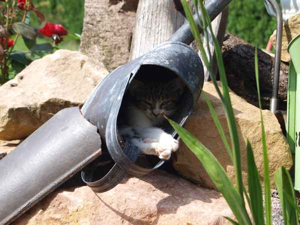 schattiges Plätzchen