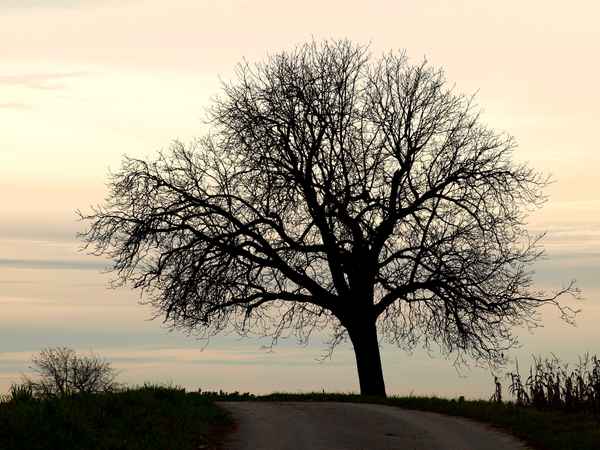 Baum vor dem Abendhimmel
