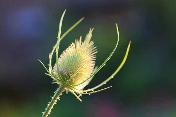 Distel