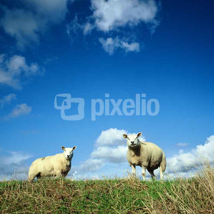 Schafe auf Düne