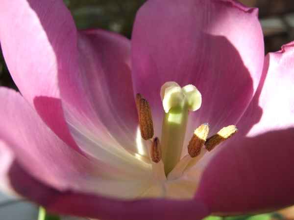 Tulpe