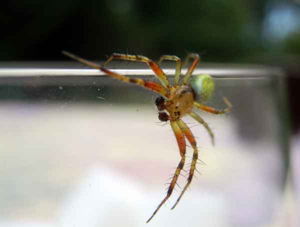 Spinne an Zuckerdose