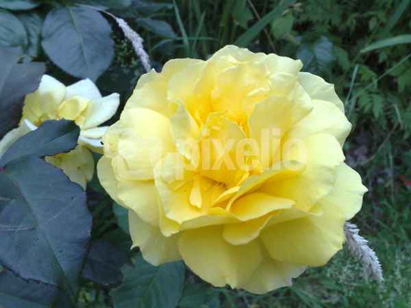 Gelbe Rose