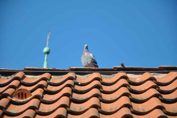 Tauben auf dem Dach