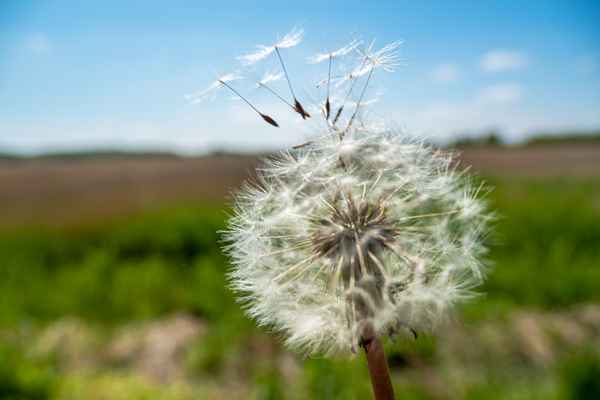 Pusteblume