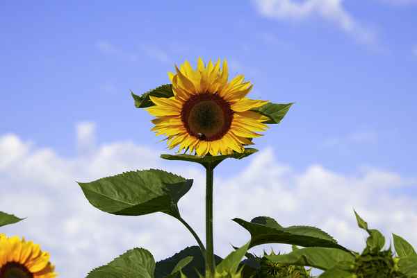 Sonnenblume mit Besuch