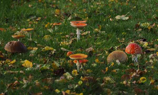 in der bunten wiese2