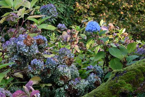 Hortensien, blauer Leuchtpunkt