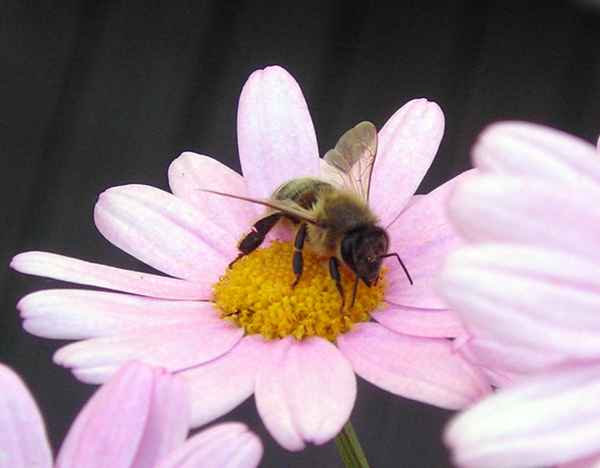" Nektar zum Frühstück "