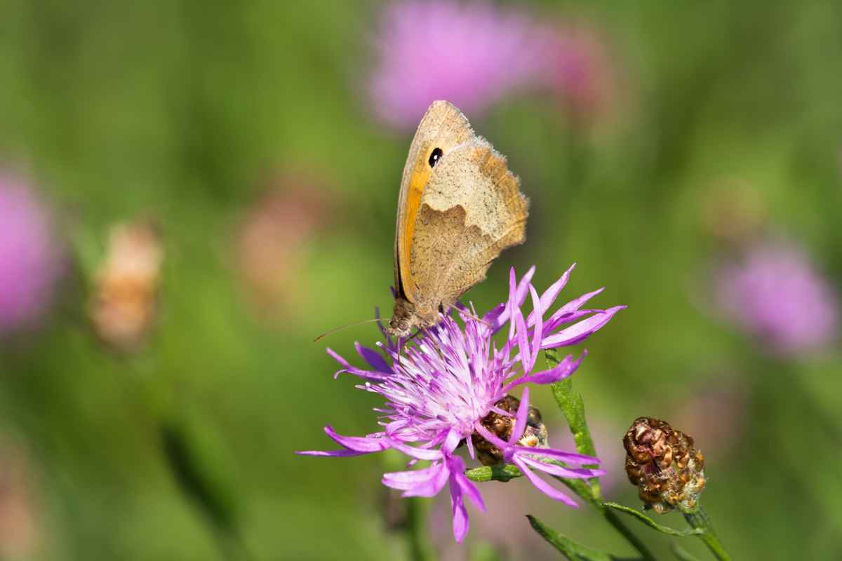 Ochsenauge auf Flockenblume
