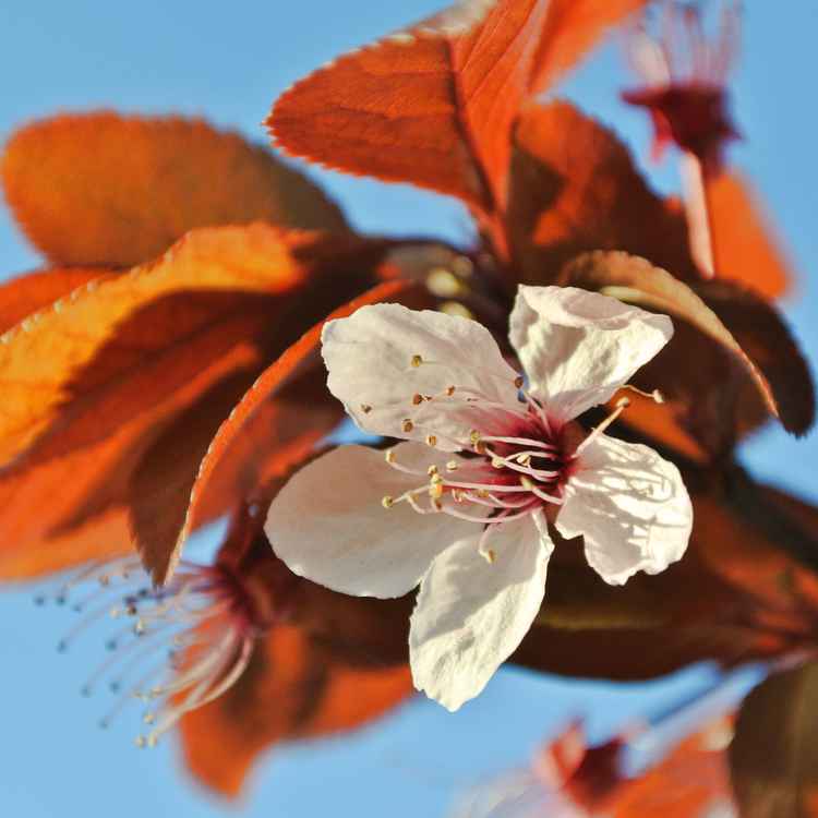 Kirschblüte noch in Wintersonne