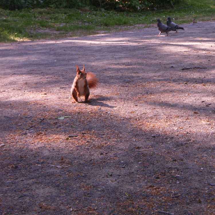 Eichhörnchen