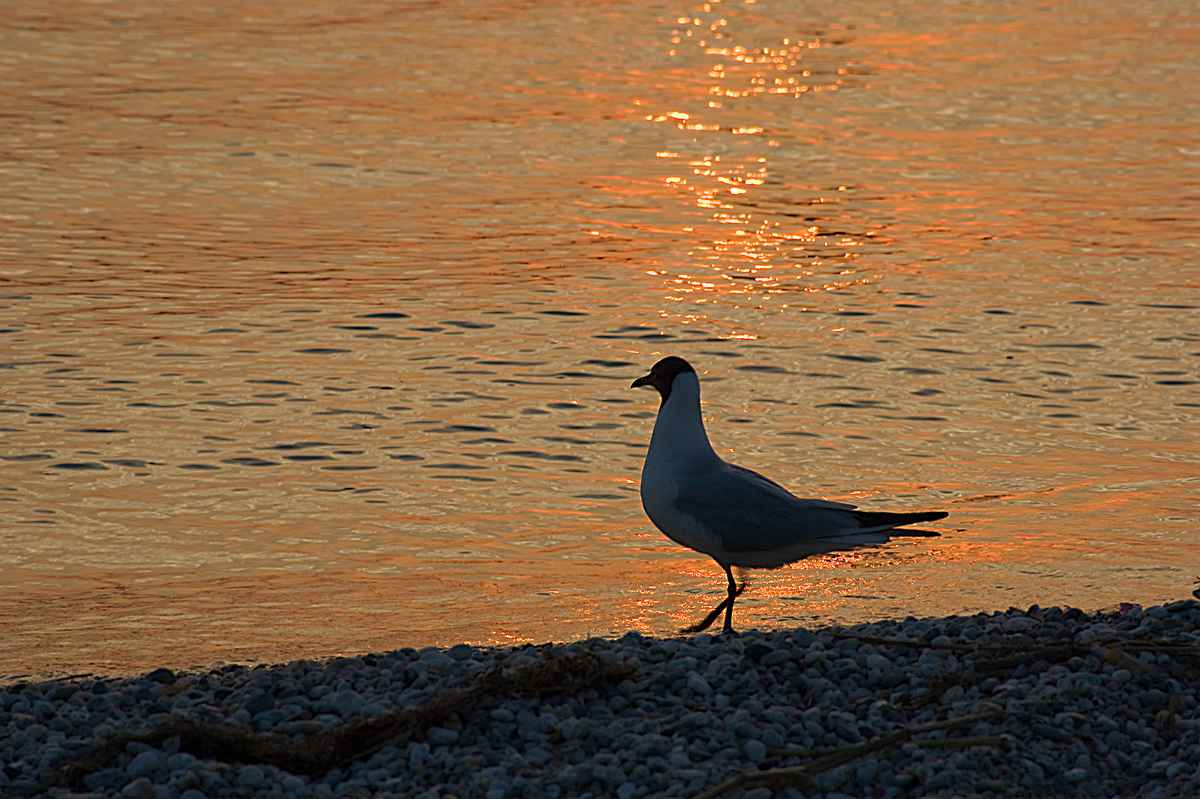 Einsam am Strand