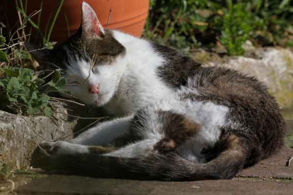 Kater Mingo beim Mittagsschlaf