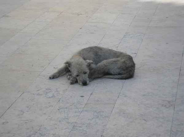 Alter Hund