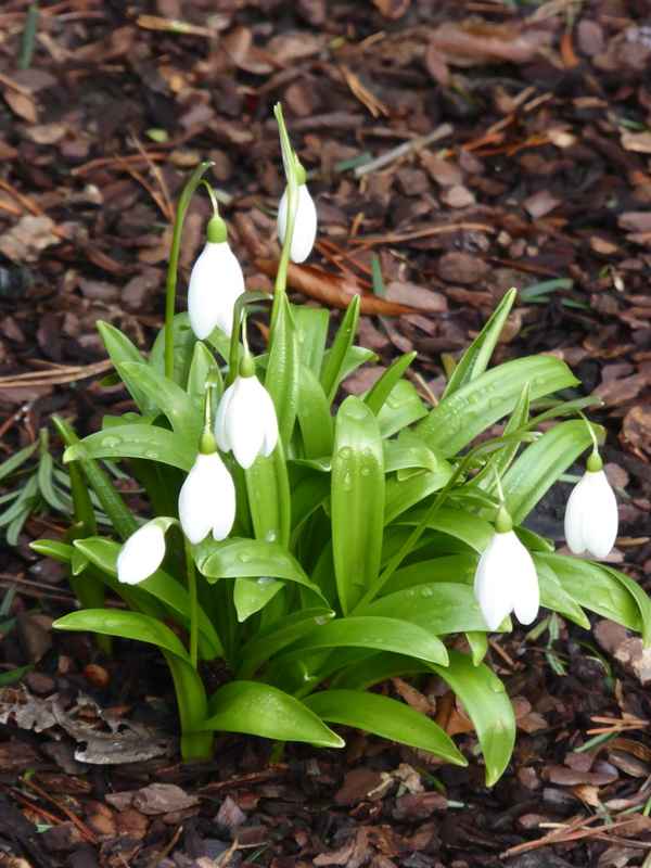 Schneeglöckchengruppe