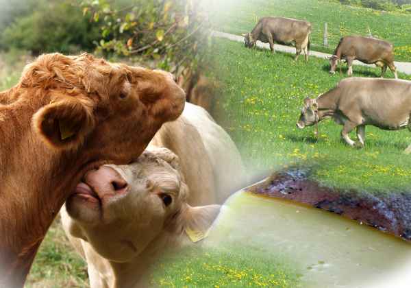 Käse ist lecker - ich liebe Käse