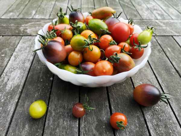 Leckere Tomatenvielfalt