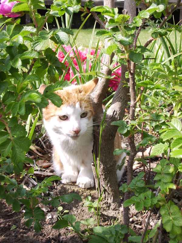 KATZE rot-weisser Tiger im Sonnenschein