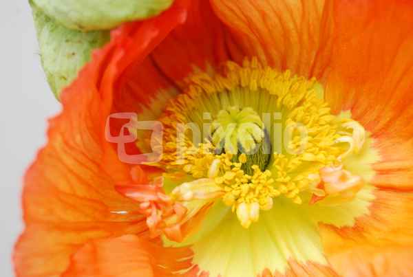 Mohnblüte