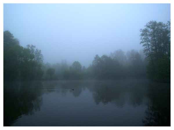 Weiher im Nebel