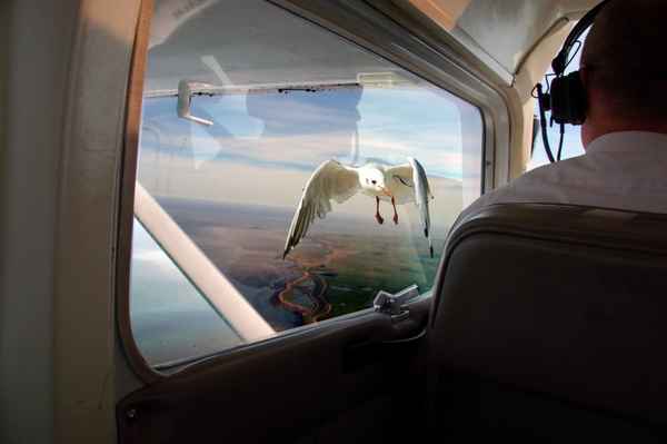 Angriff der Killermöwe