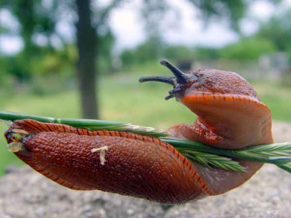 Sportliche Spanische Wegschnecke