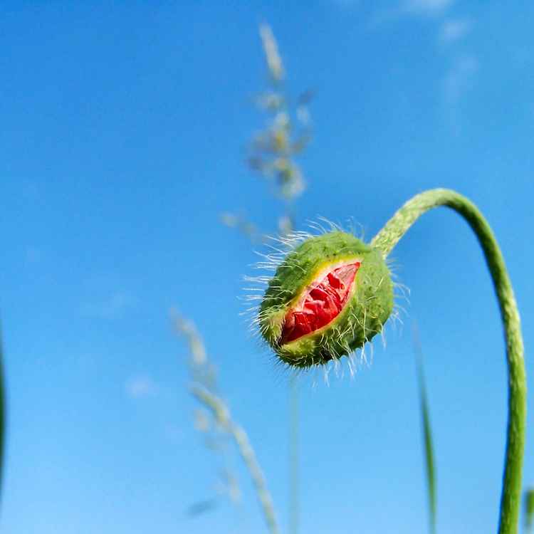 Mohnknospe im Aufbruch_2