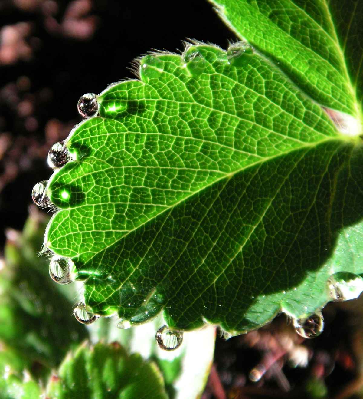 waterdrops