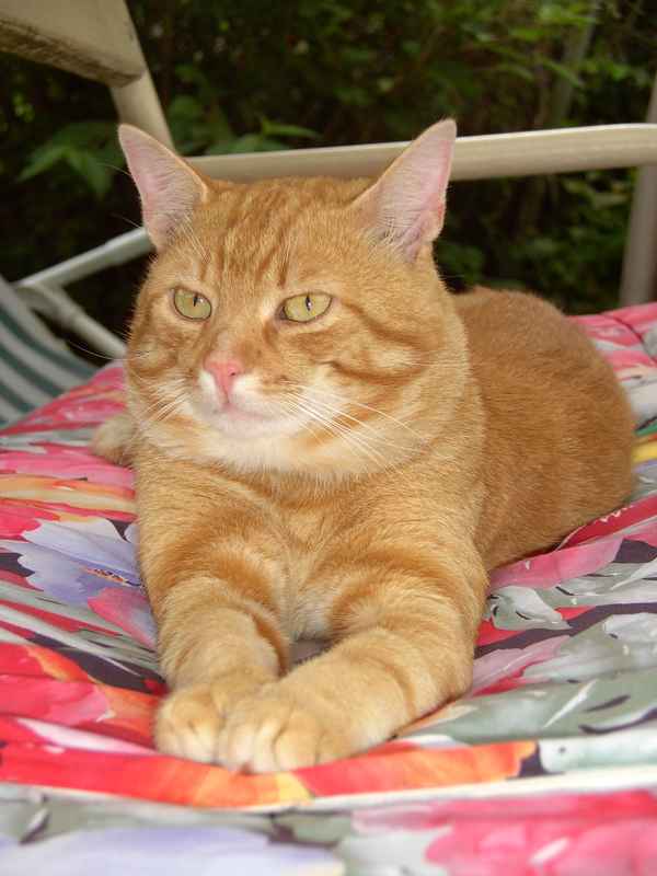 junger Kater