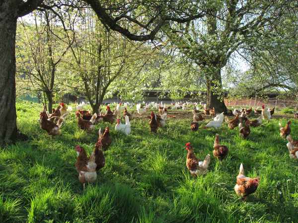 Hier holt der Hase die Eier