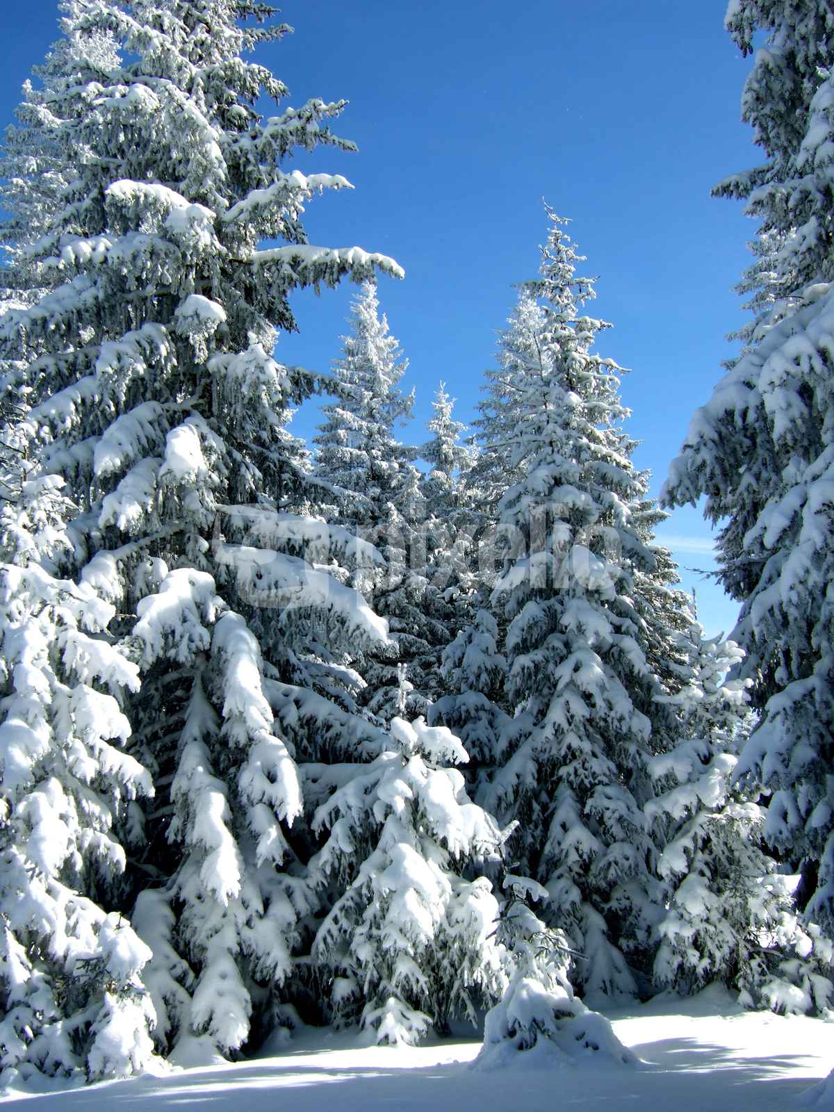 Verschneite Tannen unter blauem Himmel_1