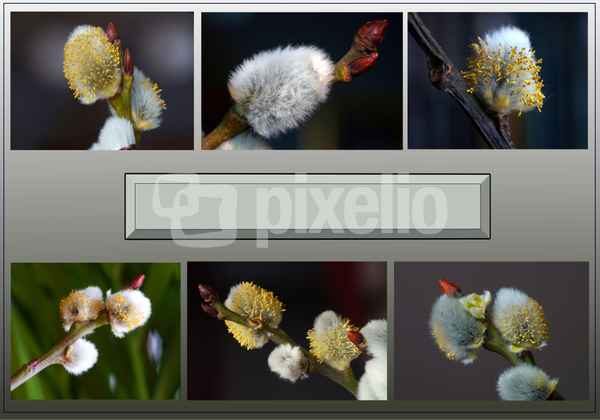 Vorlage für den Frühling Wünschen