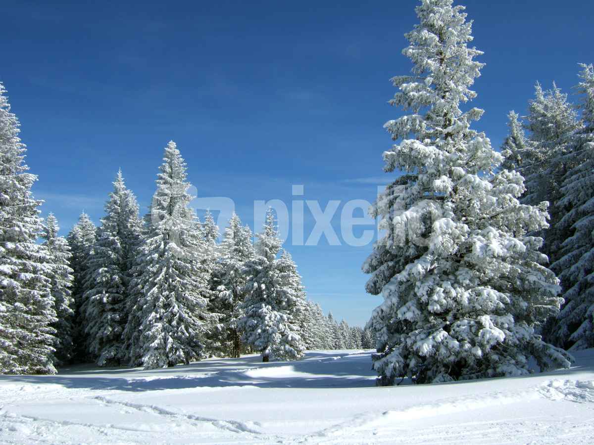 Verschneite Tannen unter blauem Himmel_5
