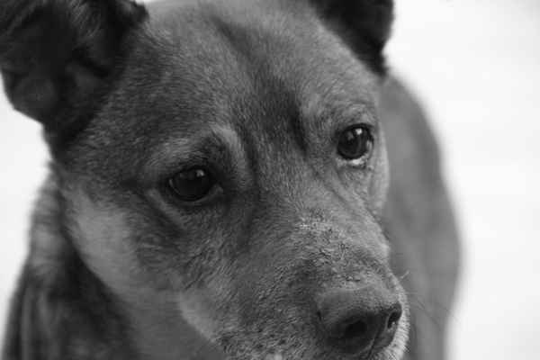 Niedlicher Hundeblick