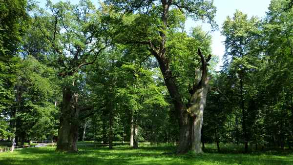  Eichen von Ivenack