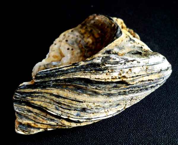 Teil einer Austernschale