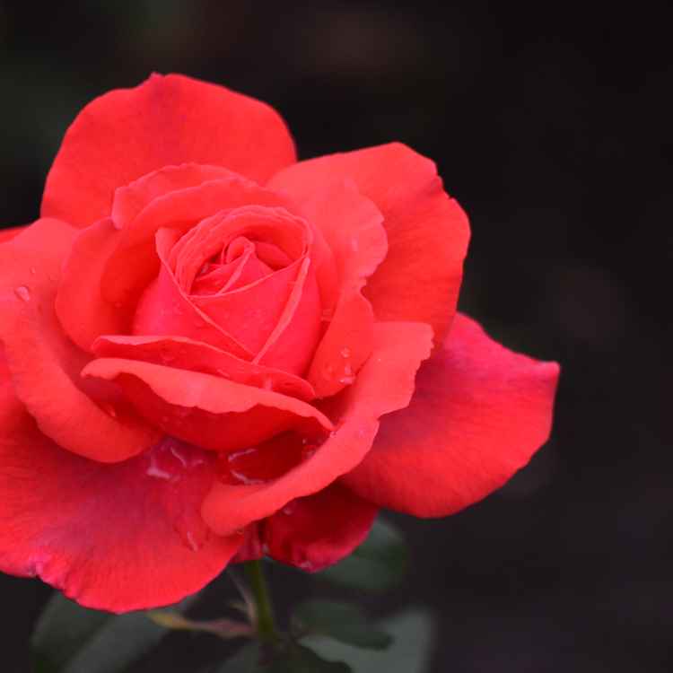 Ästhetischer Wasserspeicher