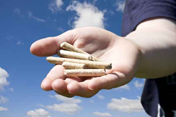 Holzpellets in Kinderhand