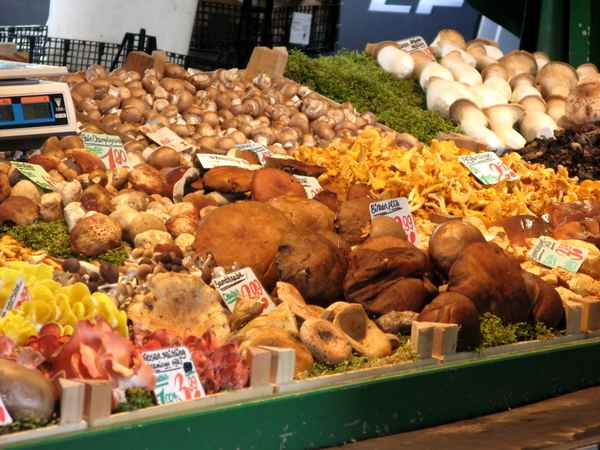 Pilzsorten so weit das Auge reicht