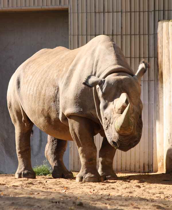 Nashorn