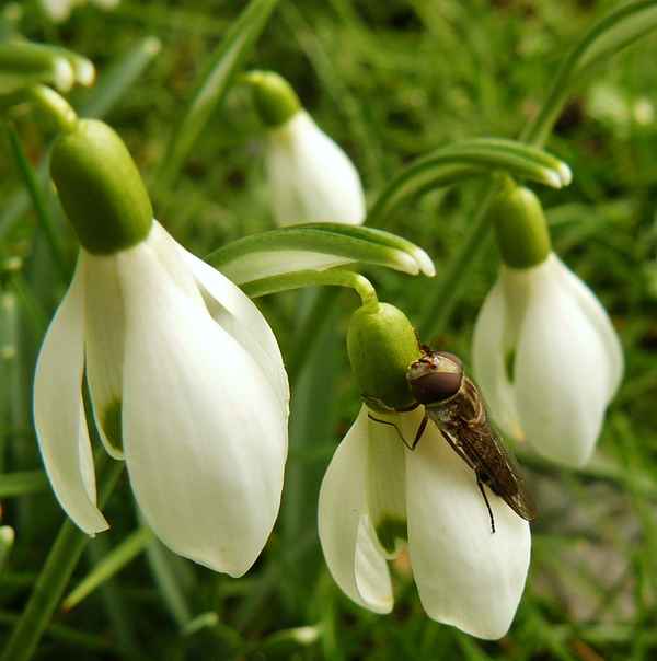 "Schneeglöckchen hat Besuch"
