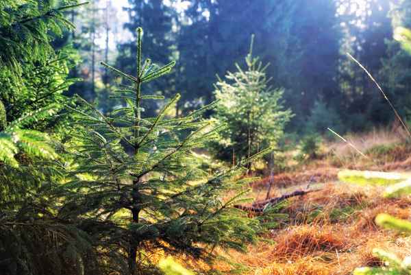 Ein grünes Winterfoto